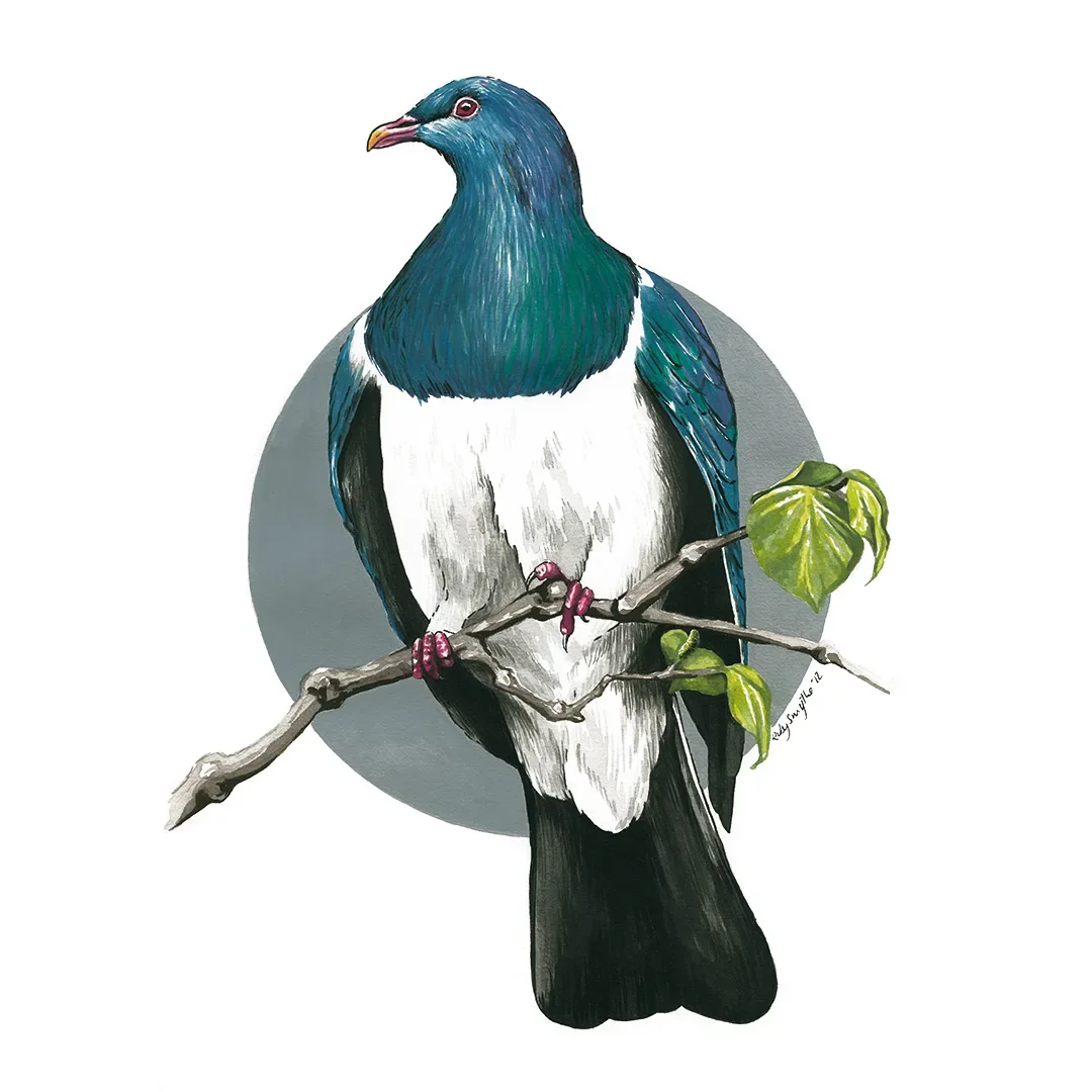 Kererū, artwork by Ruby Smythe