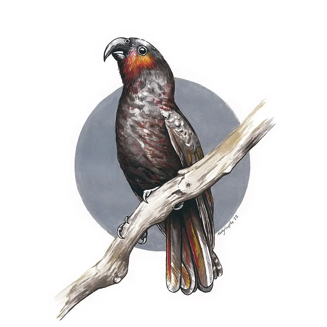 Kākā, artwork by Ruby Smythe