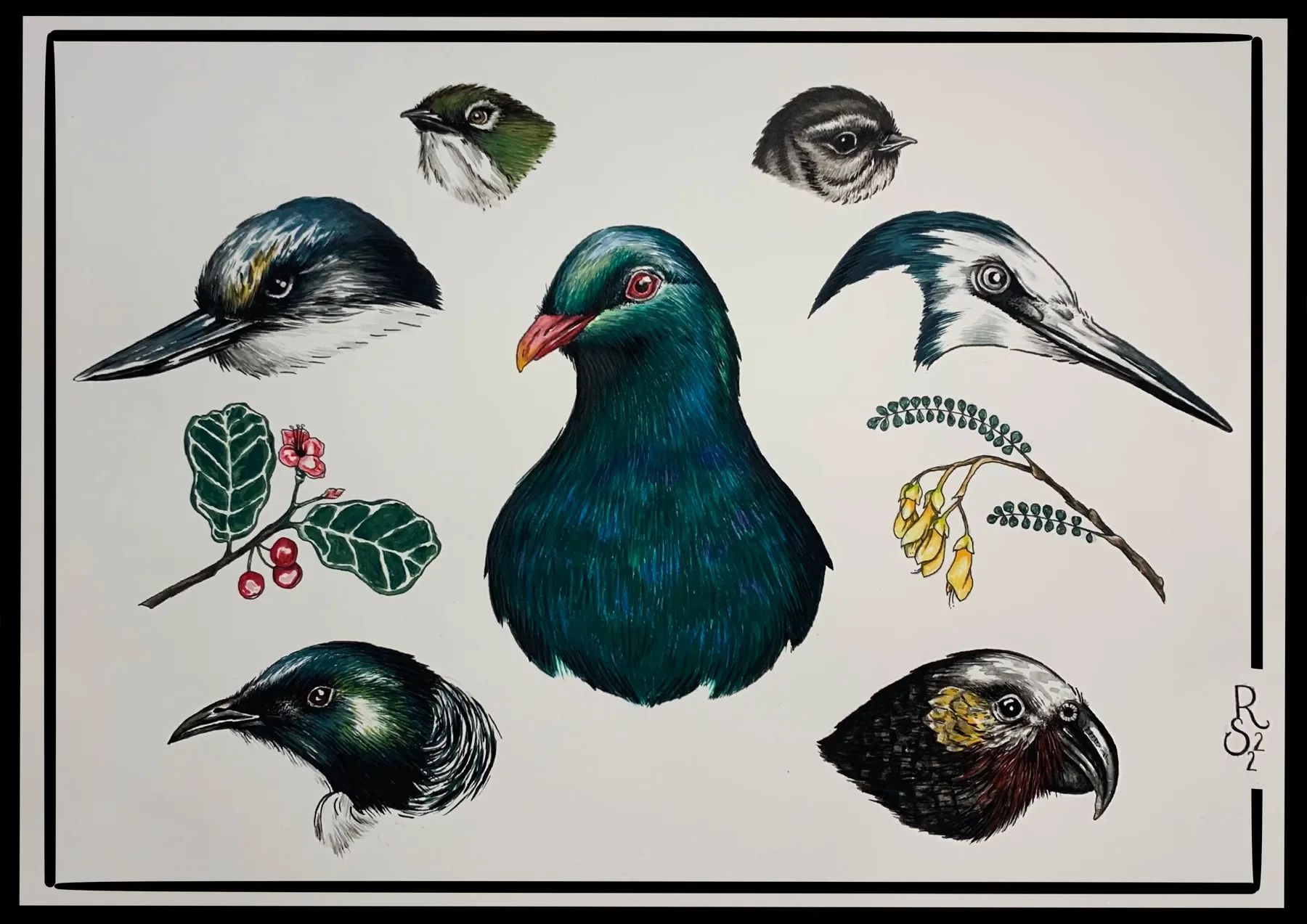 Bird studies, artwork by Ruby Smythe